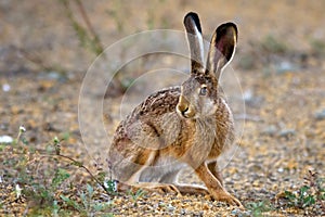 European hare stands on the ground and looking at the camera