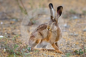 European hare stands on the ground and looking at the camera photo