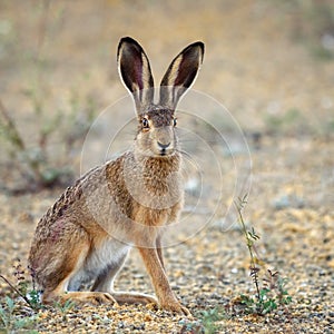 European hare stands on the ground and looking at the camera Lepus europaeus