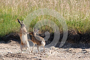 European hares boxing photo