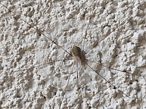 European harvestman on house wall in detailed view