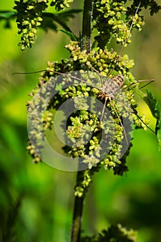 European Harvestman - Phalangium opilio