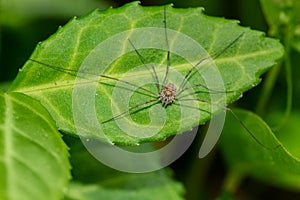 European Harvestman - Phalangium opilio