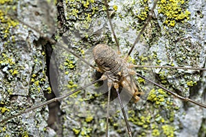 European Harvestman on a tree trunk, Phalangium Opilio