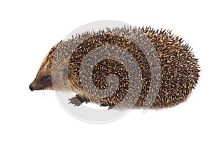 European Hedgehog