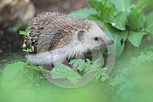 European hedgehog