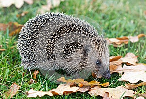 European hedgehog in the autumn