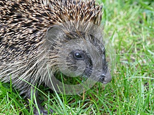 European hedgehog erinaceidae on green lawn in our garden.