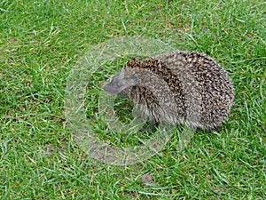 European hedgehog erinaceidae on green lawn in our garden. photo