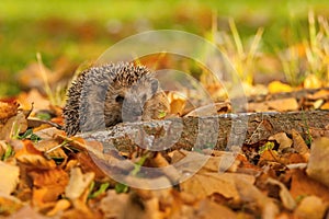 The European hedgehog, Erinaceus europaeus