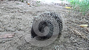 The European hedgehog Erinaceus europaeus