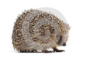 European hedgehog, Erinaceus europaeus