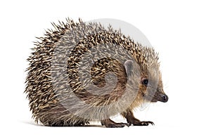 European hedgehog, Erinaceus europaeus