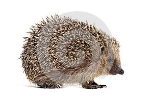 European hedgehog, Erinaceus europaeus