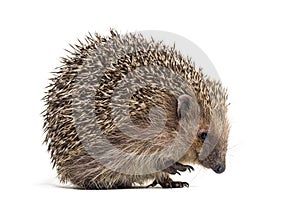 European hedgehog, Erinaceus europaeus