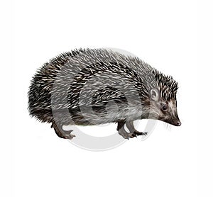 The European hedgehog Erinaceus europaeus