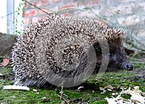 European hedgehog (Erinaceus europaeus)