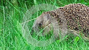 European hedgehog (Erinaceus europaeus)