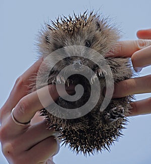 European hedgehog (Erinaceus europaeus)