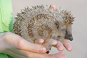 European hedgehog (Erinaceus europaeus)