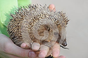 European hedgehog (Erinaceus europaeus)