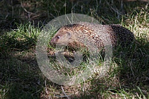 European Hedgehog (Erinaceus europaeus)