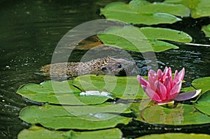 European Hedgehog, erinaceus europaeus, Adult crossing Pond, Normandy