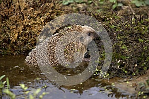 European Hedgehog, erinaceus europaeus, Adult crossing Water, Normandy