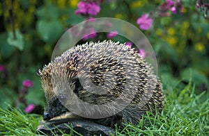 European Hedgehog, erinaceus europaeus, Adult with Flowers, Normandy