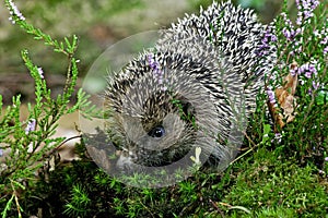 European Hedgehog, erinaceus europaeus, Adult with Heaters, Normandy