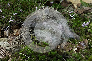 European Hedgehog, erinaceus europaeus, Adult with Heaters, Normandy