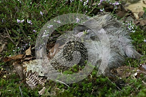 European Hedgehog, erinaceus europaeus, Adult licking, Normandy