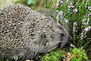 EUROPEAN HEDGEHOG erinaceus europaeus, ADULT NEAR WINTERT HEATER, NORMANDY IN FRANCE