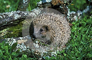 European Hedgehog, erinaceus europaeus, Adult, Normandy