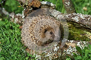 European Hedgehog, erinaceus europaeus, Adult, Normandy