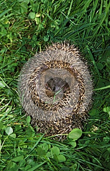 European Hedgehog, erinaceus europaeus, Adult rolled up on Grass