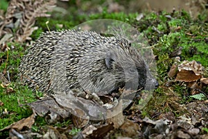 European Hedgehog, erinaceus europaeus, Adult standing on Dead Leaves, Normandy