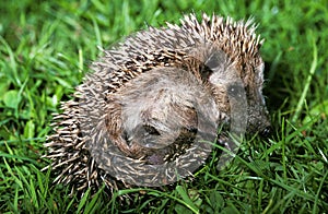 European Hedgehog, erinaceus europaeus, Adult standing on Grass