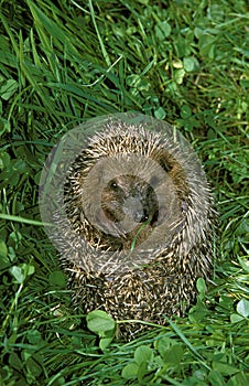 European Hedgehog, erinaceus europaeus , Adult standing on Grass, Normandy