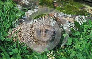 European Hedgehog, erinaceus europaeus, Adult standing on Grass, Normandy