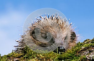 European Hedgehog, erinaceus europaeus , Adult standing on Moss, Normandy