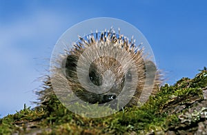 European Hedgehog, erinaceus europaeus , Adult standing on Moss, Normandy