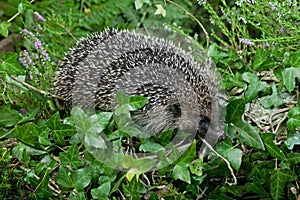 European Hedgehog, erinaceus europaeus, Adult standing on Moss, Normandy