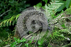 European Hedgehog, erinaceus europaeus, Adult standing on Stump, Normandy