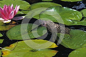European Hedgehog, erinaceus europaeus, Adult standing in Water, Crossing Pond, Normandy