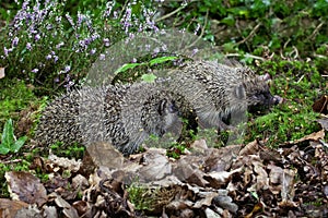 European Hedgehog, erinaceus europaeus, Adults standing on Heater, Normandy