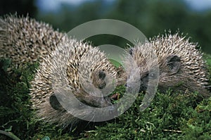 European Hedgehog, erinaceus europaeus, Adults standing on Moss, Eating Earthworm, Normandy