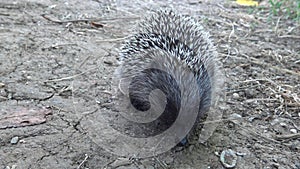 The European hedgehog Erinaceus europaeus, also known as the West European hedgehog