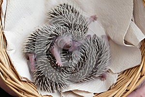 European Hedgehog, erinaceus europaeus, Babies rescued at
