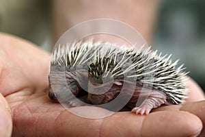 European Hedgehog, erinaceus europaeus, Babies rescued at